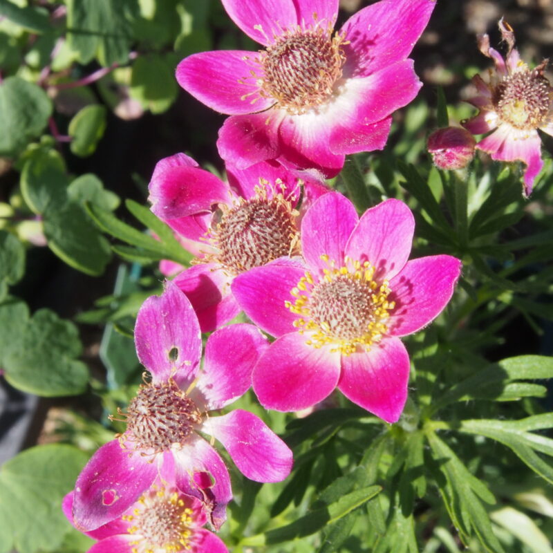 Anemone multifida Rubra