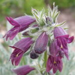 Penstemon whippieanus