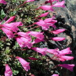 Penstemon rubicola