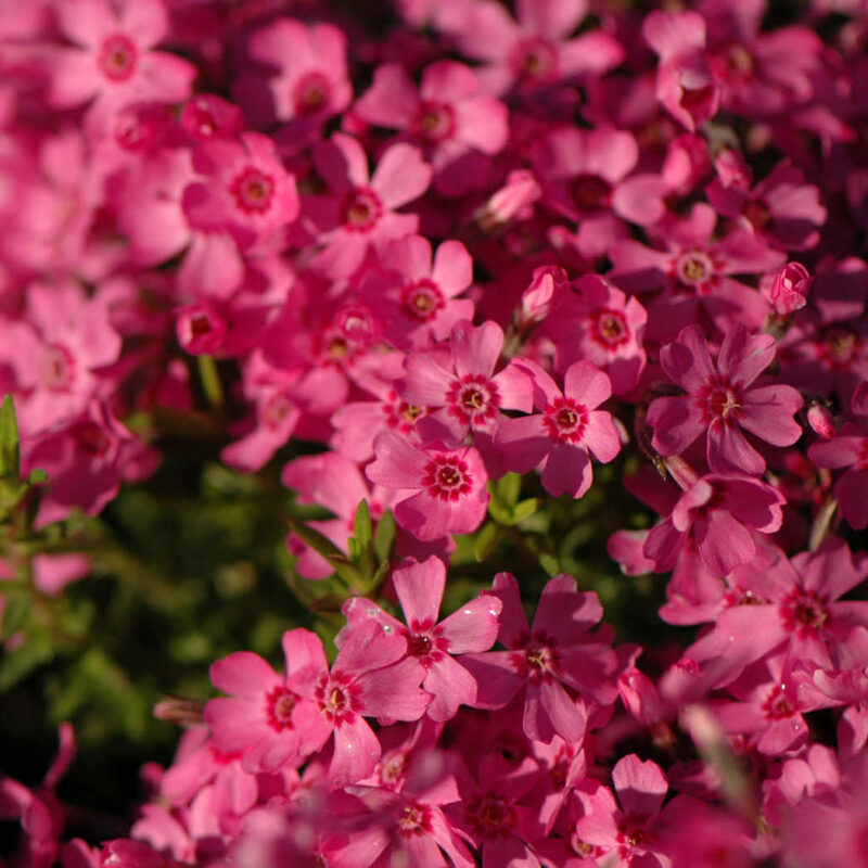 Phlox subulata Atropurpurea