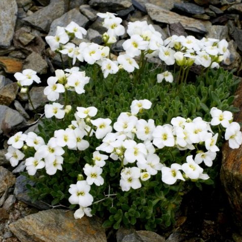 Arabis drabiformis