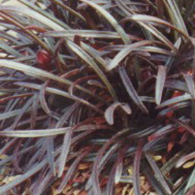 Armeria maritima Compact Form