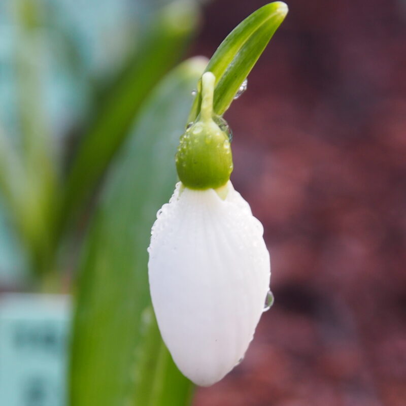 Galanthus Kultivar August der Starke