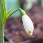 Galanthus nivalis var. scharlockii Bishop's Mitre