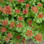 Rhodiola integrifolia ssp. atropurpurea