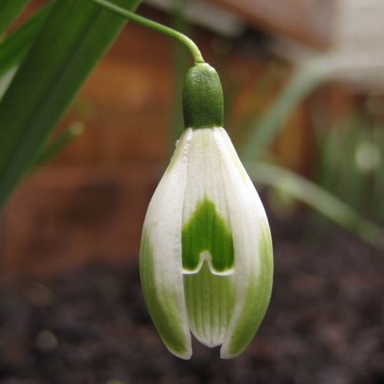 Galanthus nivalis var. scharlockii Selina Cord