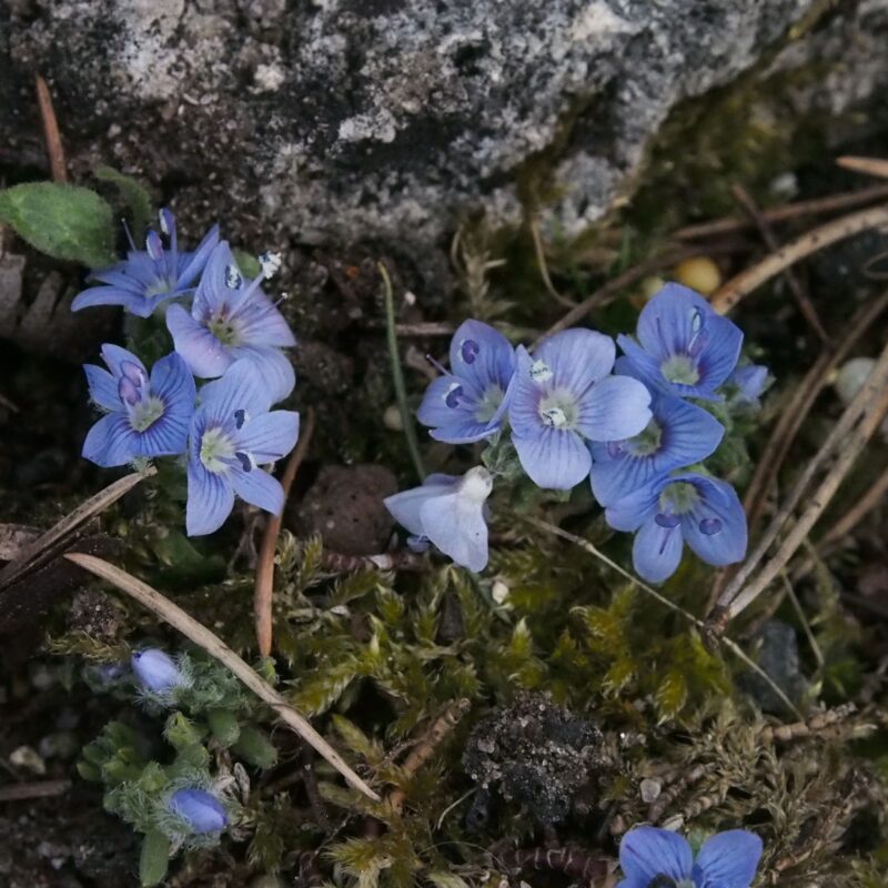 Veronica caespitosa