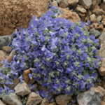 Veronica caespitosa