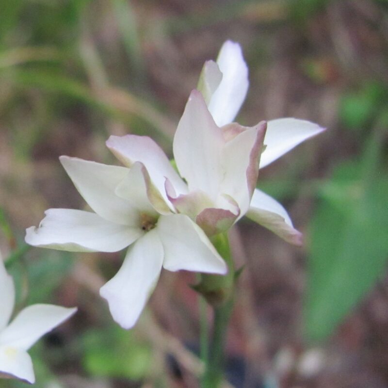 Dianthus leucophaeum