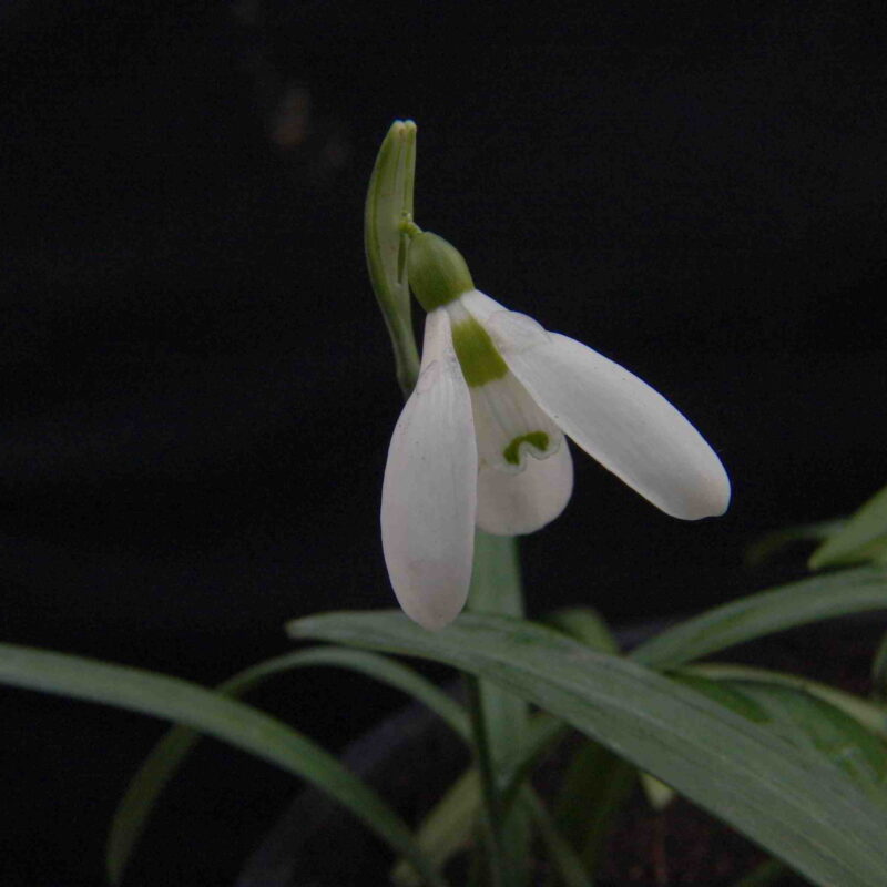 Galanthus plicatus ssp. byzantinus