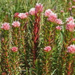 Rhodiola rhodantha