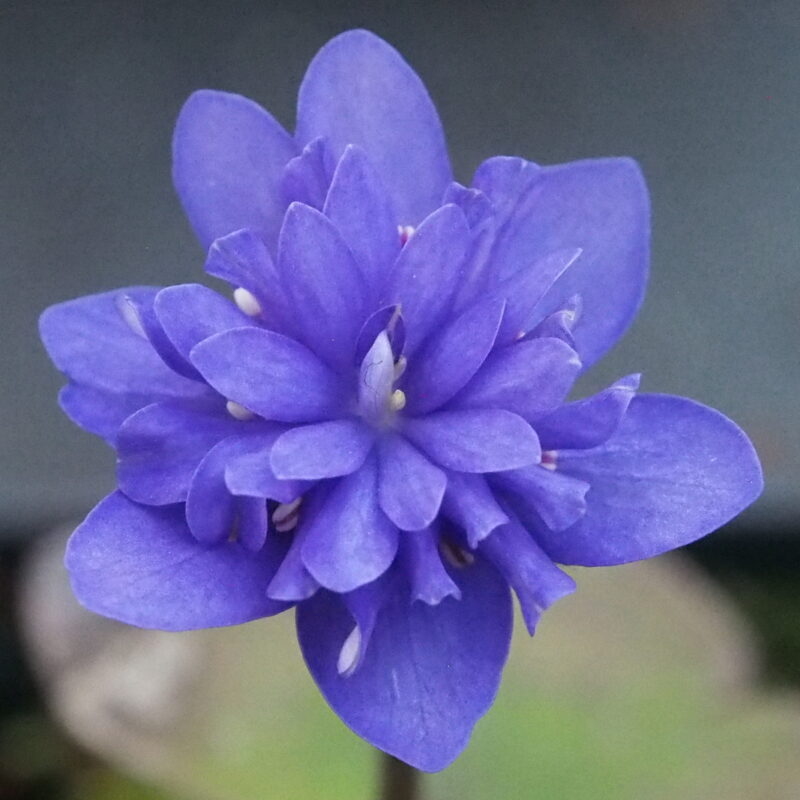 Hepatica nobilis Plena -25-PL-010 JP