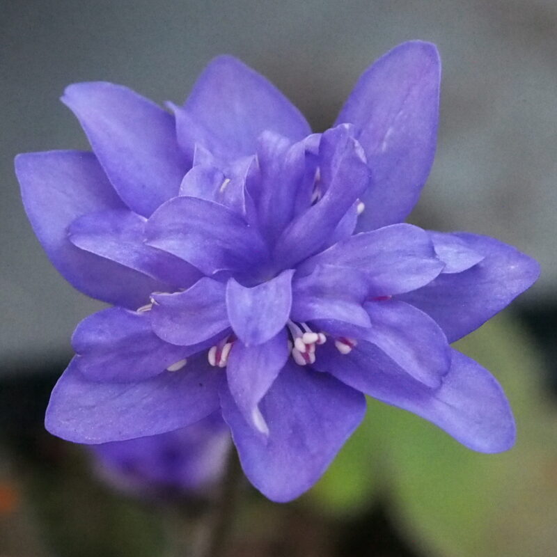 Hepatica nobilis Plena -25-PL-013 JP