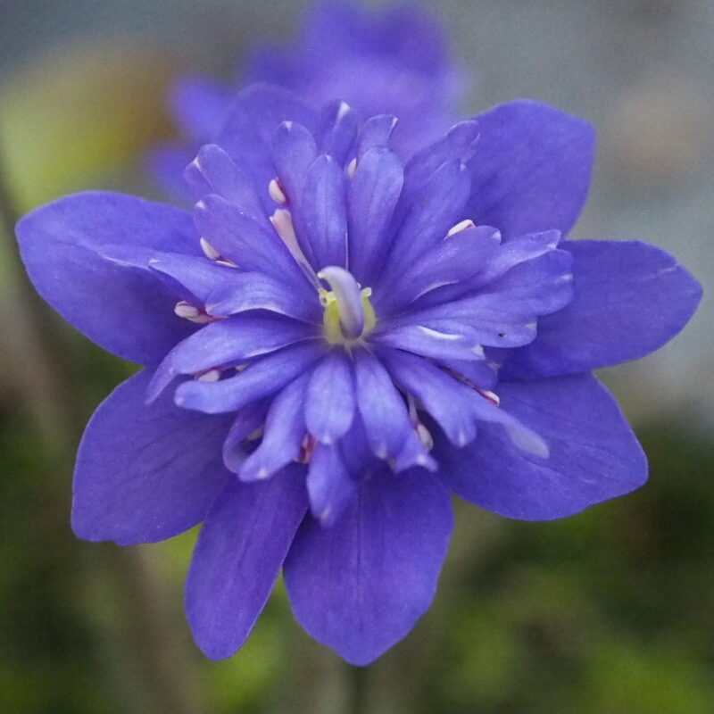 Hepatica nobilis Plena -25-PL-016 JP