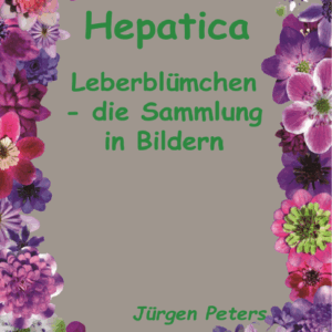 Buch Hepatica  Leberblümchen - die Sammlung in Bildern