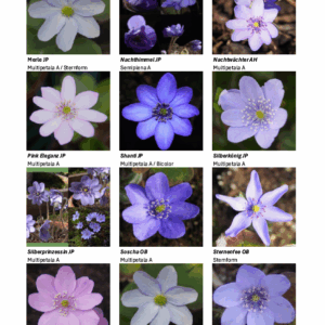 Buch Hepatica  Leberblümchen - die Sammlung in Bildern – Bild 5