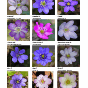 Buch Hepatica  Leberblümchen - die Sammlung in Bildern – Bild 6