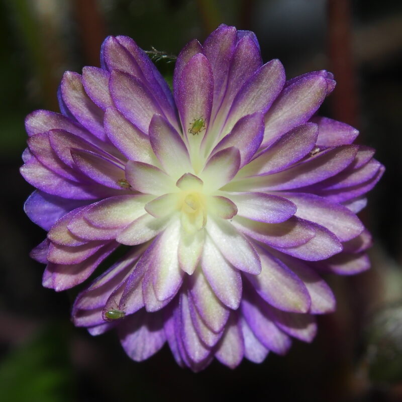 Hepatica japonica Ryuujin