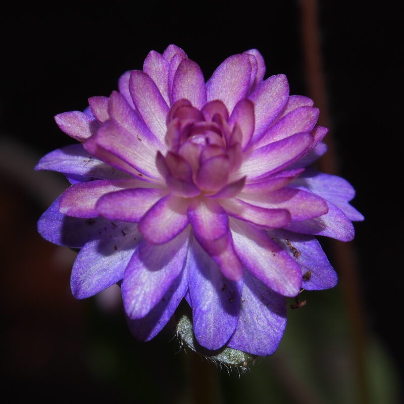 Hepatica japonica Ryuujin – Bild 2