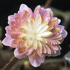 Hepatica japonica Aimonogatari