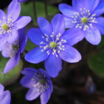 Hepatica nobilis Belvedere Blau