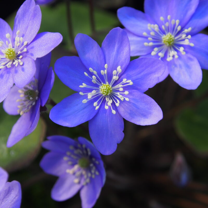 Hepatica nobilis Belvedere Blau