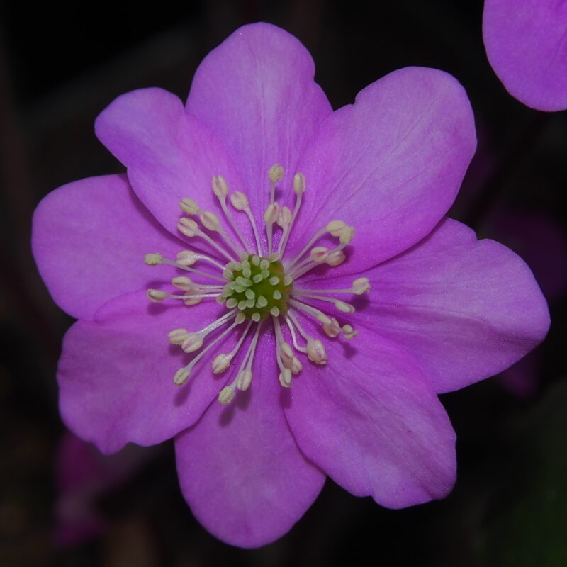 Hepatica nobilis Belvedere Rosa