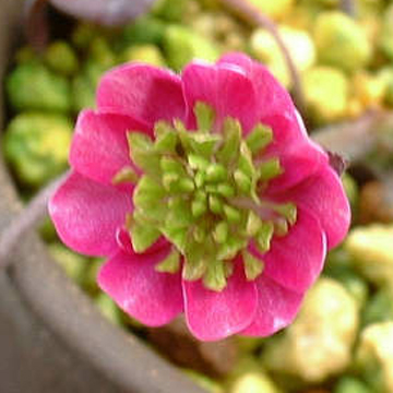 Hepatica japonica Ebisunohana