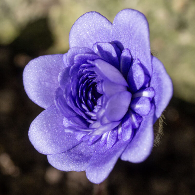 Hepatica nobilis Plena -Gouluboi Kristal