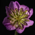 Hepatica nobilis Plena -Karina