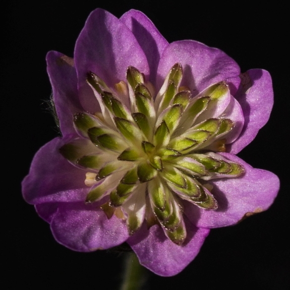 Hepatica nobilis Plena -Karina