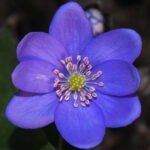 Hepatica nobilis Labern