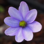Hepatica x transs-japonica Lotte JP
