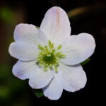 Hepatica x transs-japonica Lovisa JP
