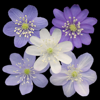 Hepatica nobilis MIX