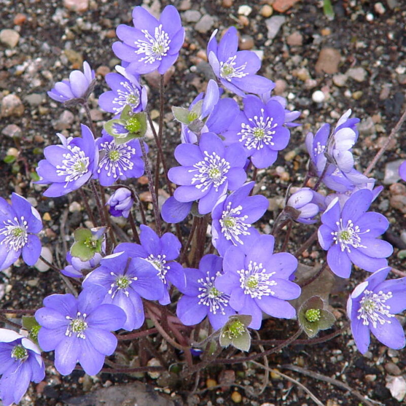 Hepatica nobilis Norwegens Kleine