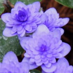 Hepatica nobilis Plena -Oeland's Findling