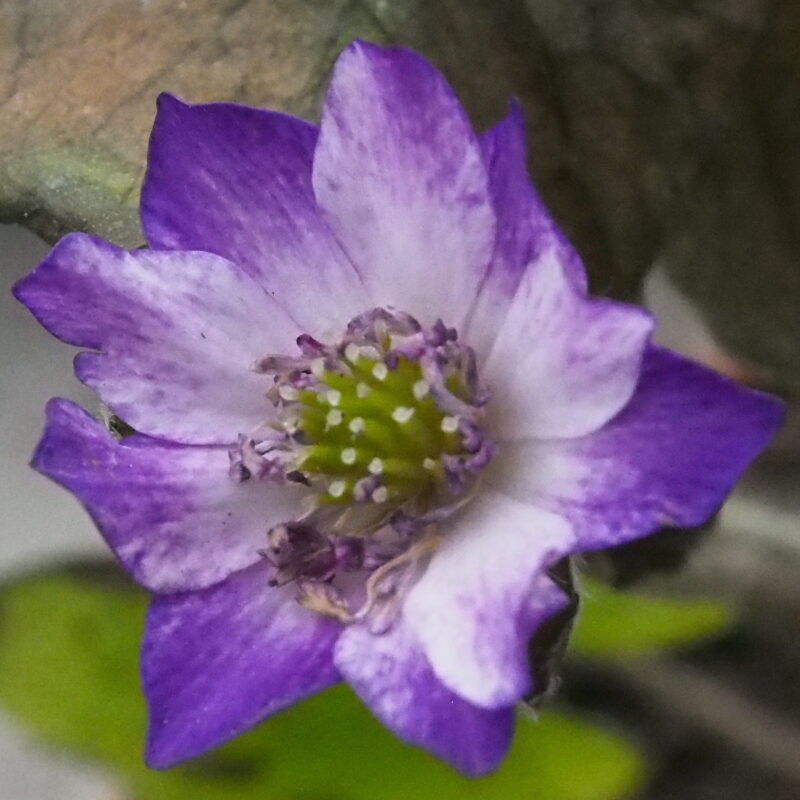 Hepatica japonica Tanshino Kagayaki – Bild 2