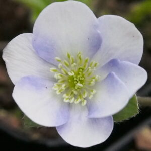 Hepatica x transs-japonica Quenara Strain JP