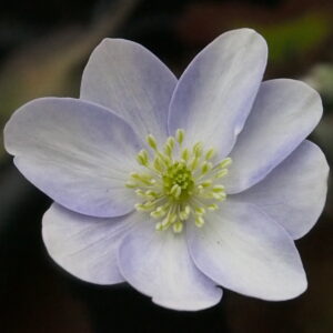 Hepatica x transs-japonica Quenara Strain JP – Bild 3