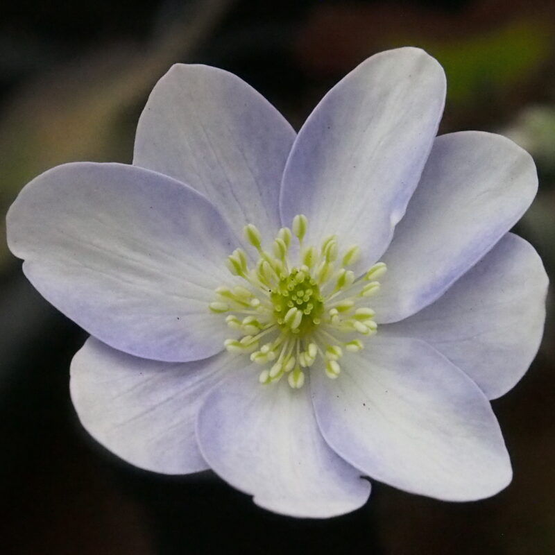 Hepatica x transs-japonica Quenara Strain JP – Bild 3
