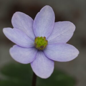 Hepatica x transs-japonica Lotte JP – Bild 2