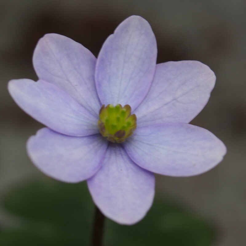 Hepatica x transs-japonica Lotte JP – Bild 2