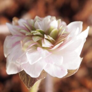 Hepatica japonica Aimonogatari – Bild 2
