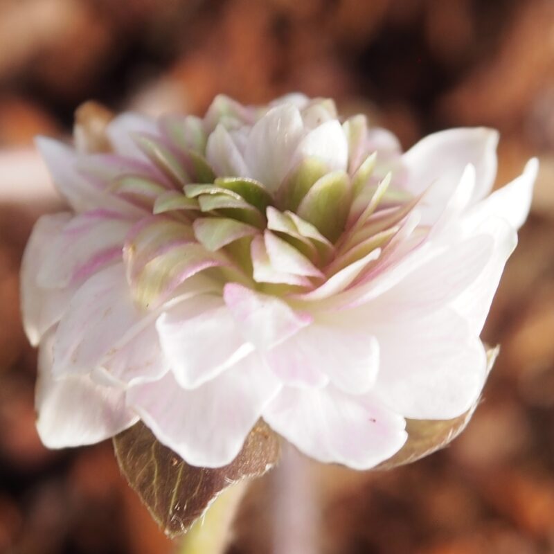 Hepatica japonica Aimonogatari – Bild 2