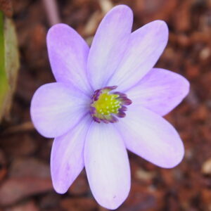 Hepatica x transs-japonica Lotte JP – Bild 3