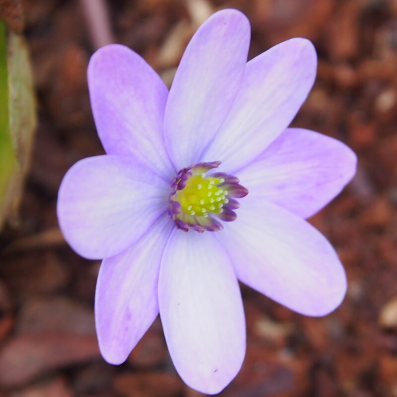 Hepatica x transs-japonica Lotte JP – Bild 3