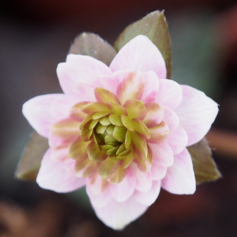 Hepatica japonica Aimonogatari – Bild 3
