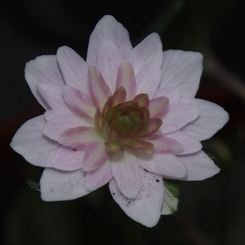Hepatica japonica Aimonogatari – Bild 4