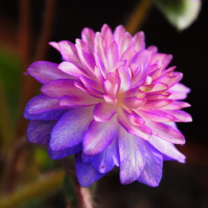 Hepatica japonica Ryuujin – Bild 3